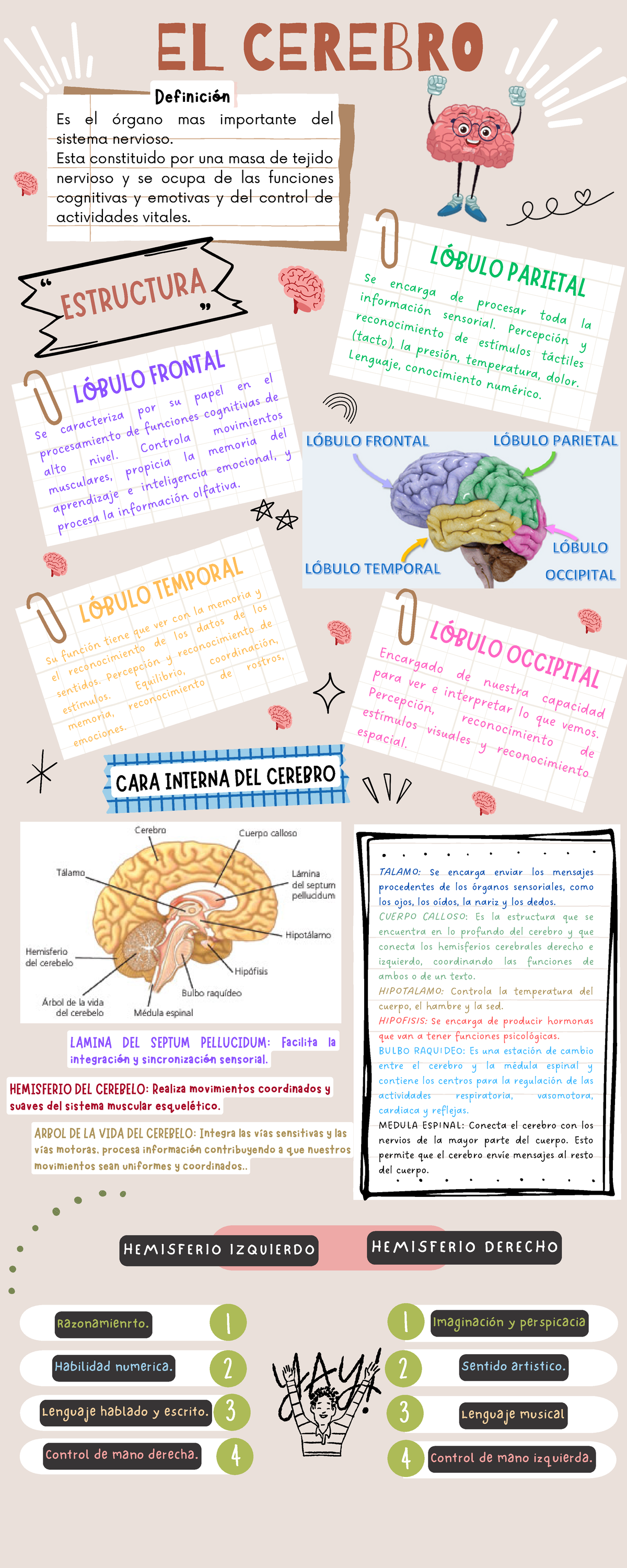 Infografía Del Cerebro - EL CEREBRO Es El órgano Mas Importante Del ...