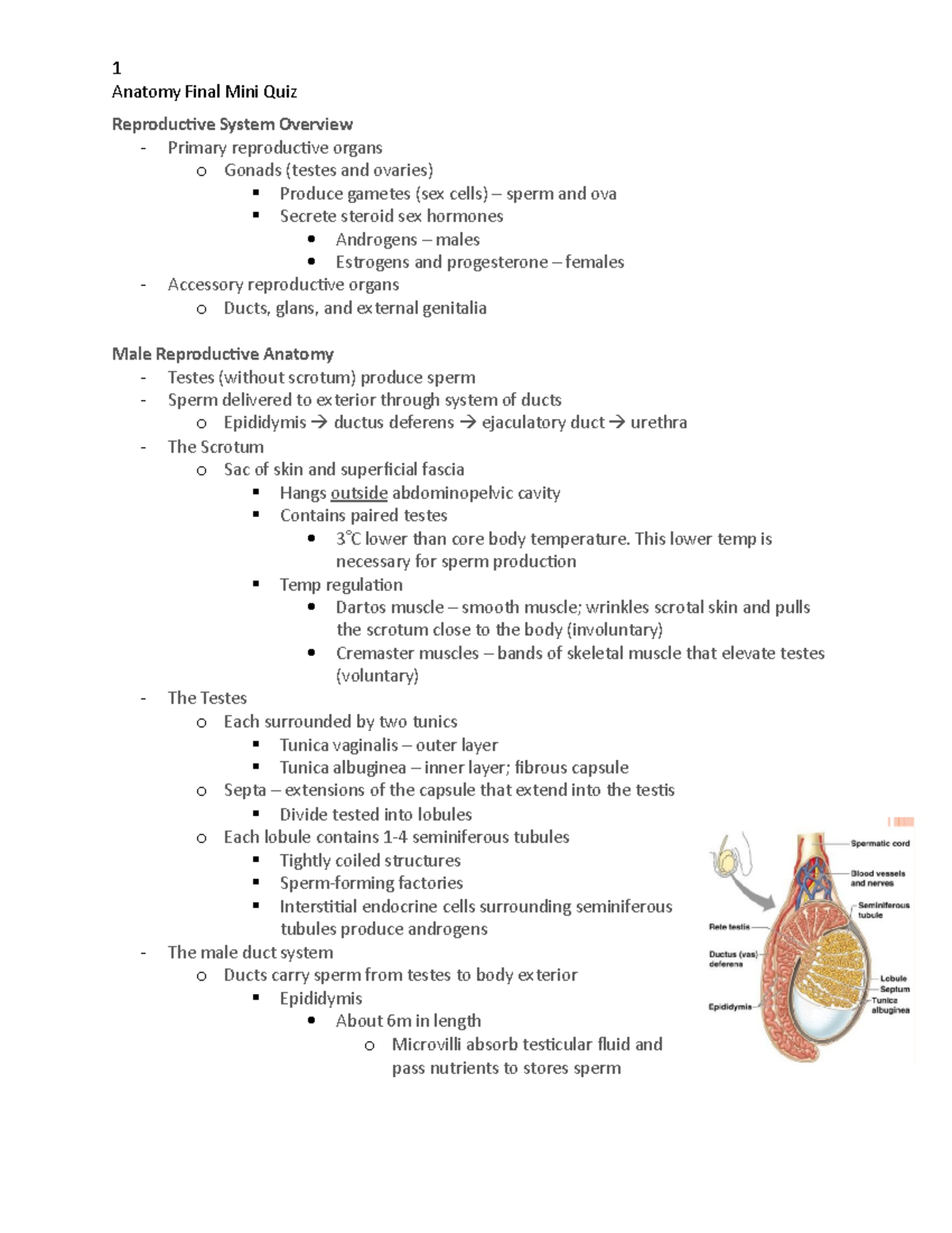 Reproductive System quiz - Anatomy Final Mini Quiz Reproductive System ...