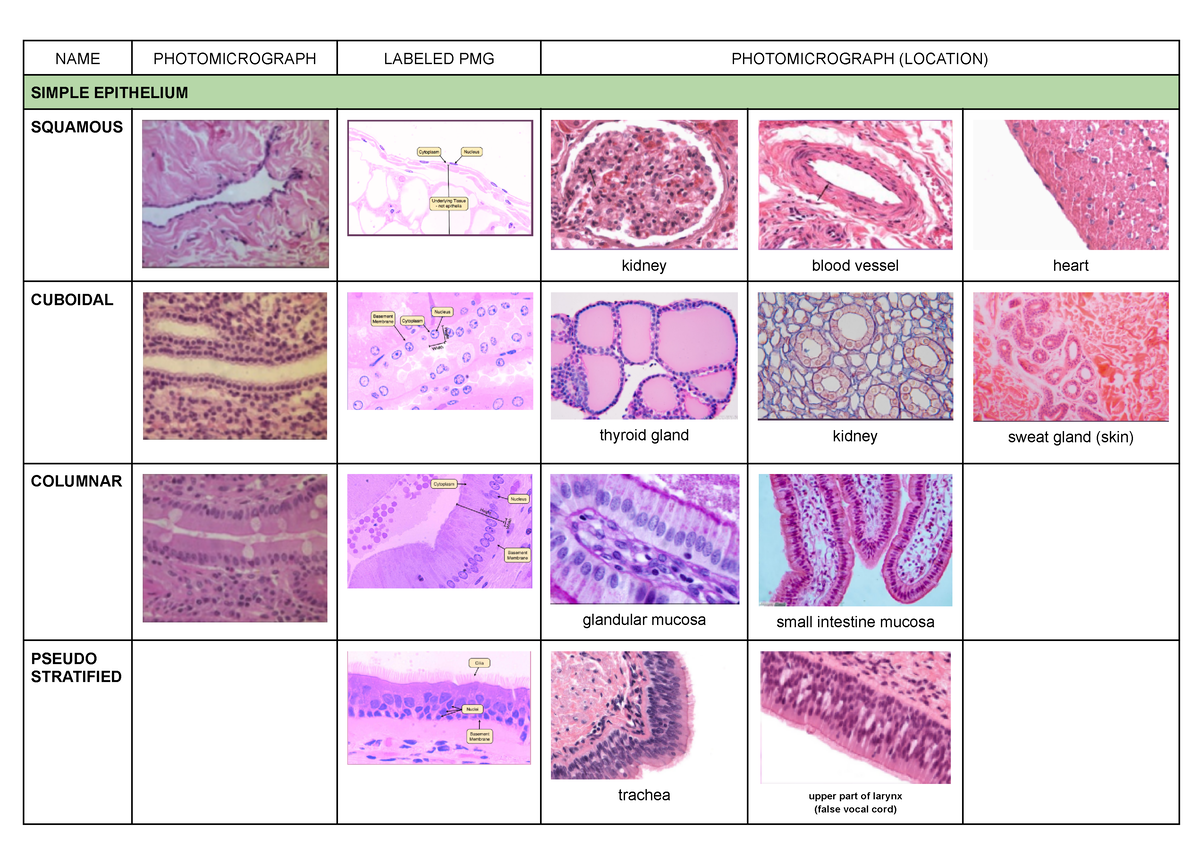 Anaphy LAB Photomicrographs - NAME PHOTOMICROGRAPH LABELED PMG ...