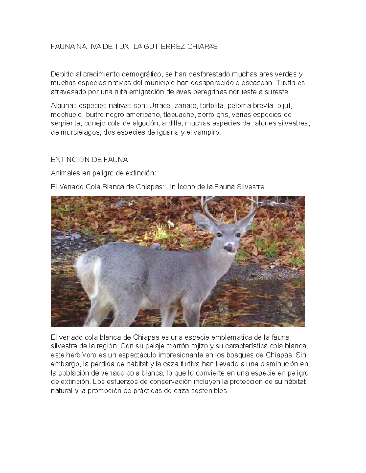 Fauna Nativa DE Tuxtla Gutierrez Chiapas - FAUNA NATIVA DE TUXTLA ...