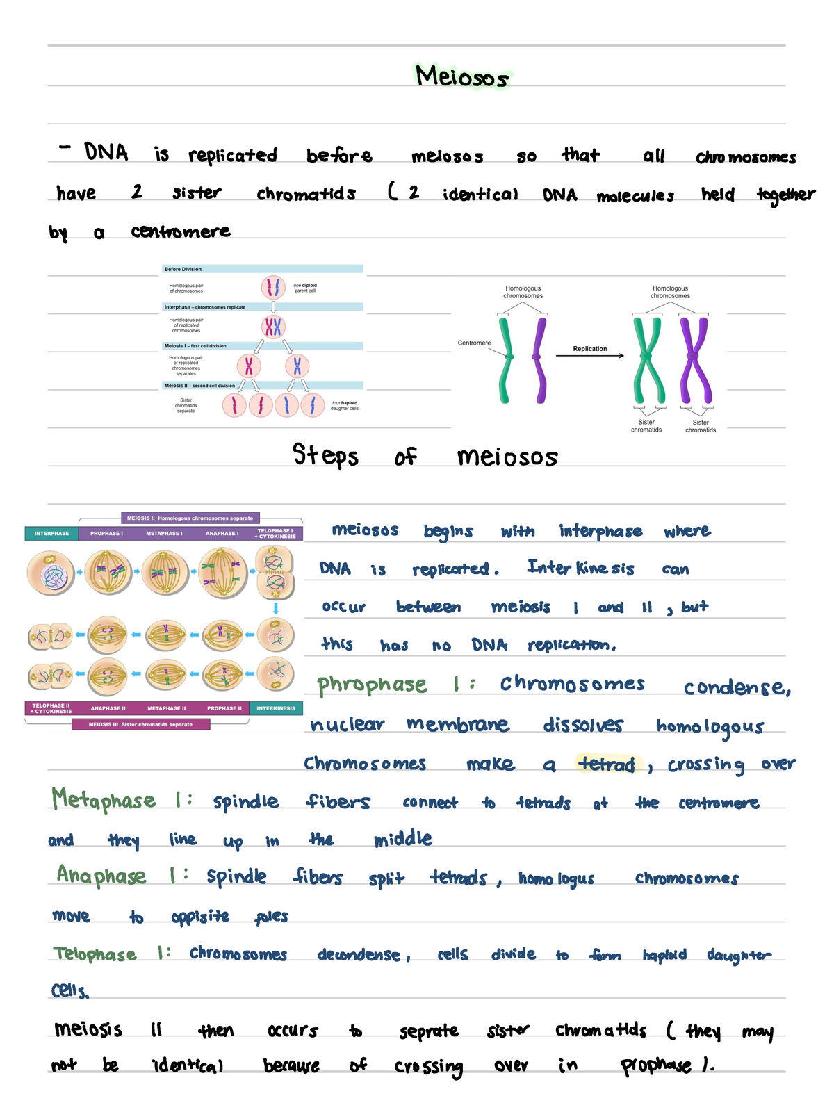 steps of meiosis notes - 01:119:115 - Studocu