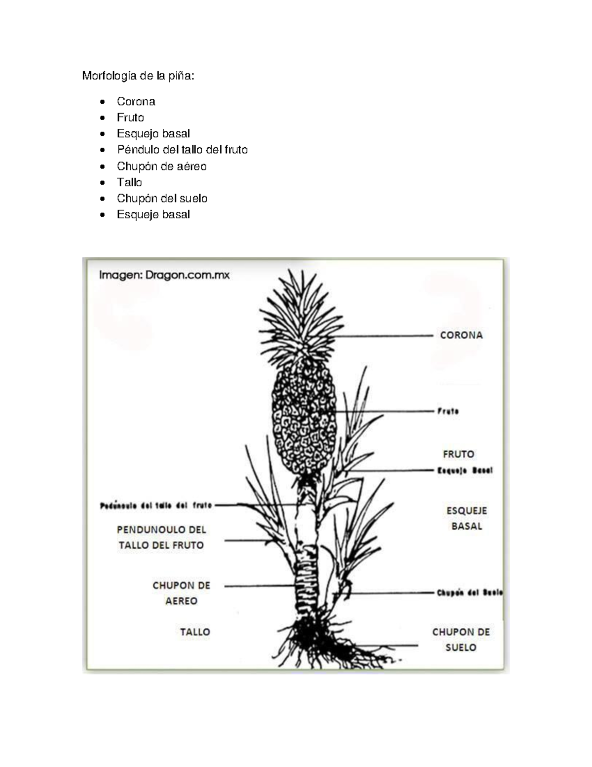 Morfología de la piña investigacion piña Morfología de la piña