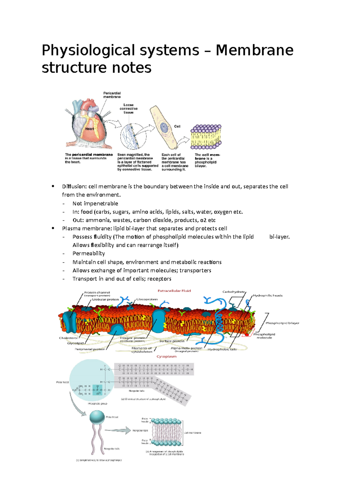 Membrane structure - Lecture notes - Physiological systems Membrane ...