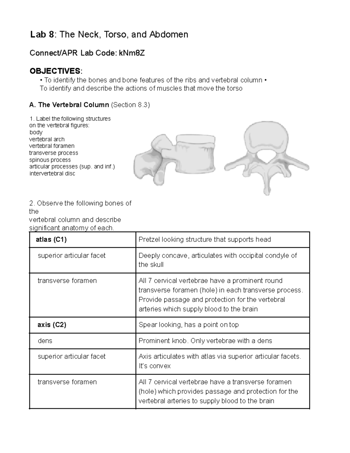 Lab 8 pdf lab 8 notes lab 8 the neck torso and abdomen connect