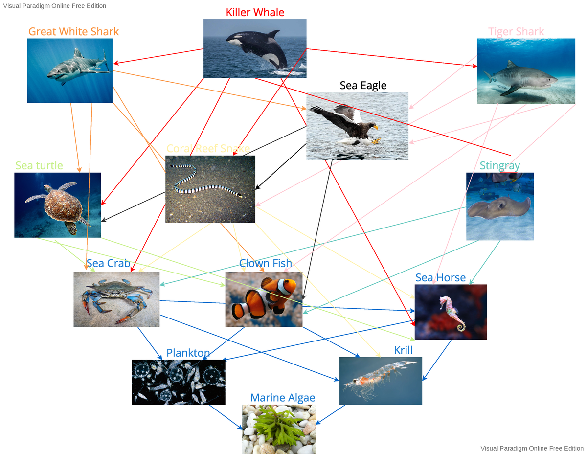 Food Chain Interrelationship Diagram - ACCT375 - Marine Algae Krill ...