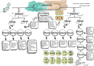 Mapa conceptual Mitosis y Meiosis - Alumna: Reyes Anastacio Anel Michel  Grado y grupo: 5to BM - Studocu