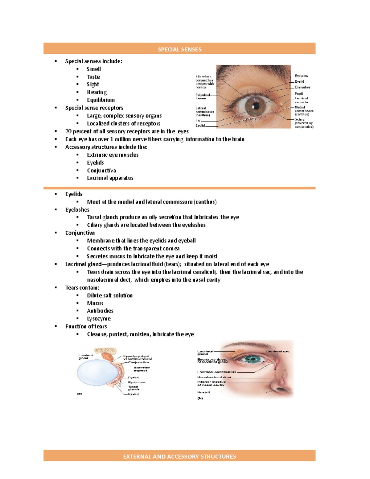 Endocrine Glands - ANAPHY LAB NOTES - Special senses include: Smell ...