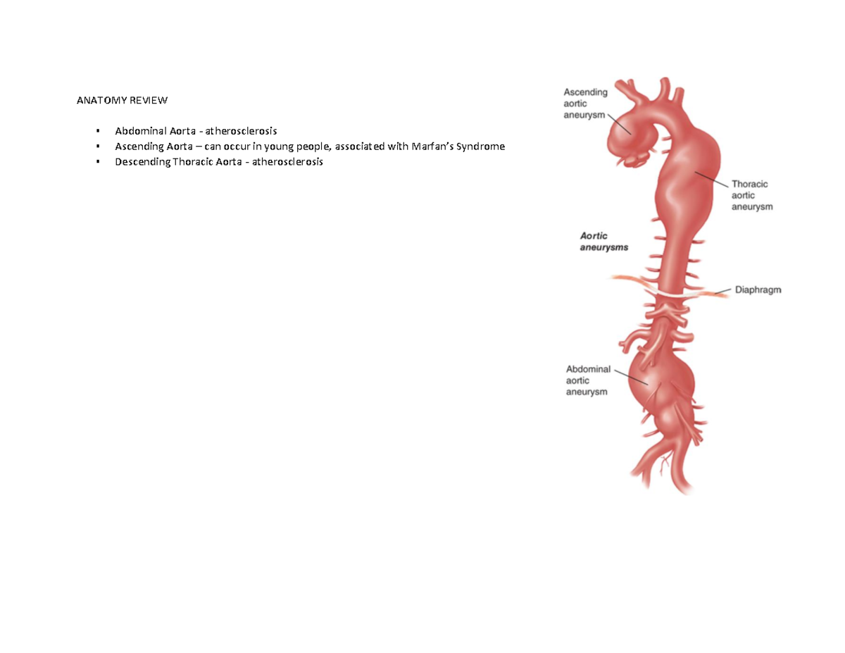 Aortic Dz and shock w charts - ANATOMY REVIEW Abdominal Aorta ...
