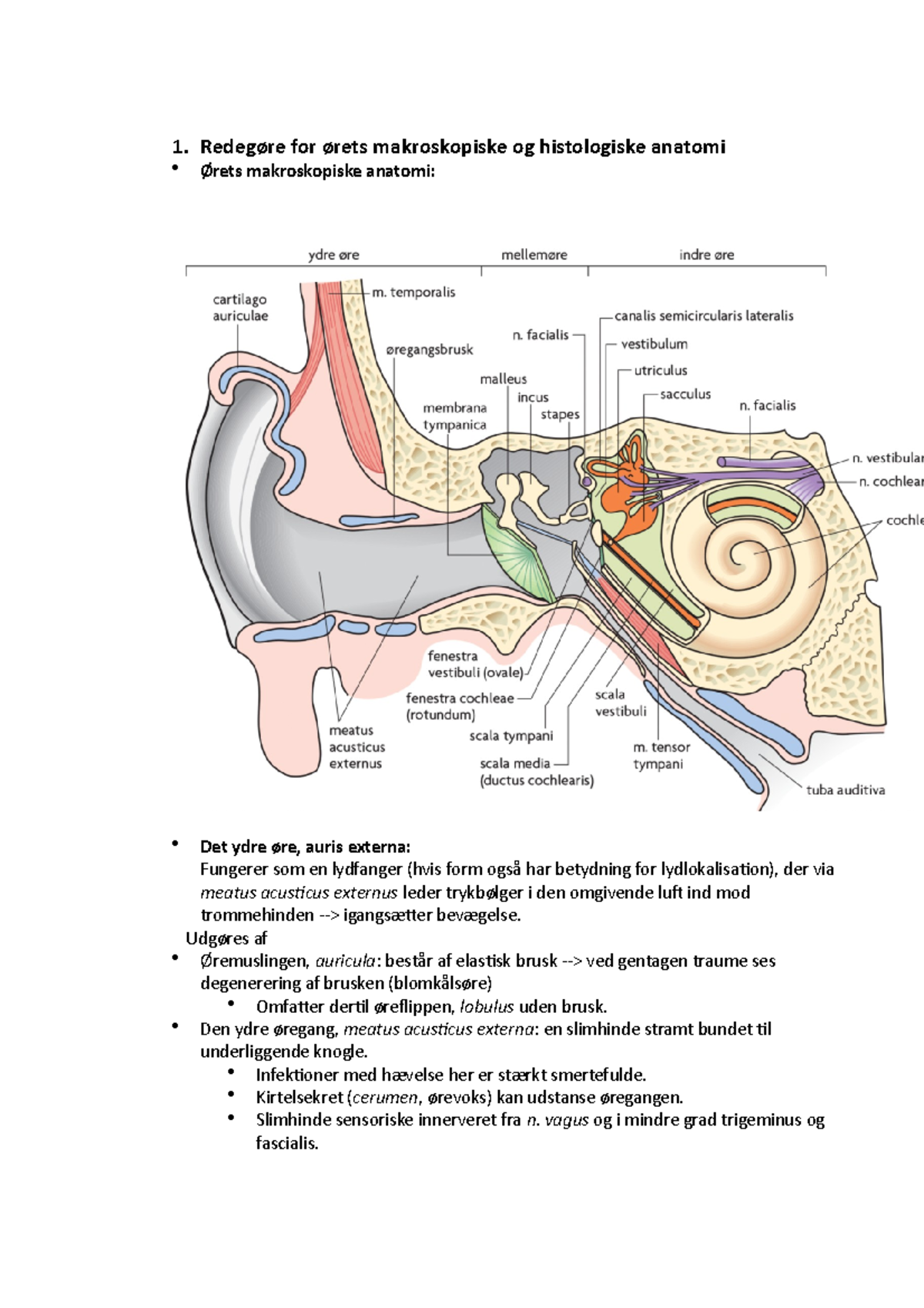 Pensumbesvarelse neuro - 1. Redegøre for ørets makroskopiske og ...
