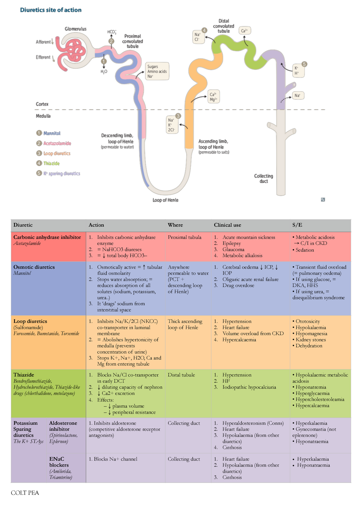 L29 Diuretics diuretics Diuretic Action Where Clinical use S/E