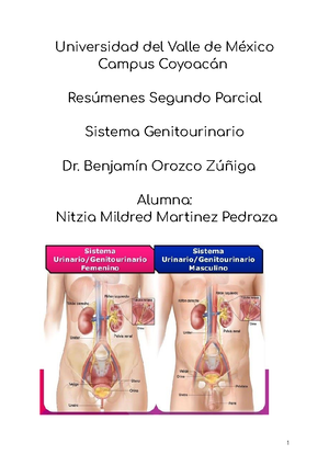Práctica 7 Embriogénesis del sistema genitourinario - HERRERA GONZALEZ ...