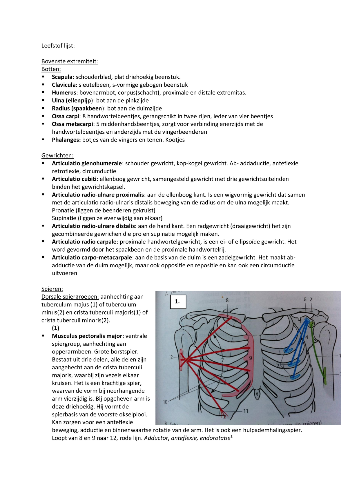 Anatomie En Fysiologie Van Bewegen: Alle Botten, Spieren, Gewrichten En ...