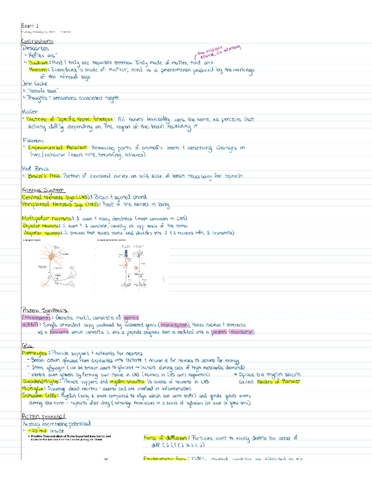 Psych 224 Neuroscience Exam 1 Study Sheet - PSYCH224 - Studocu