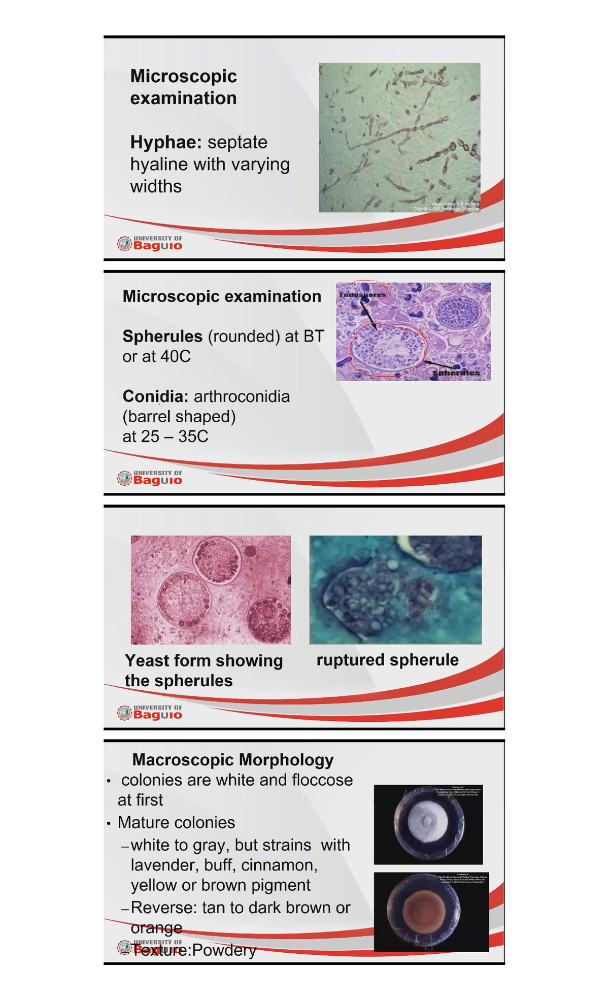 Systemic Fungi - zsthytjhnfgthty - Accountancy - Studocu