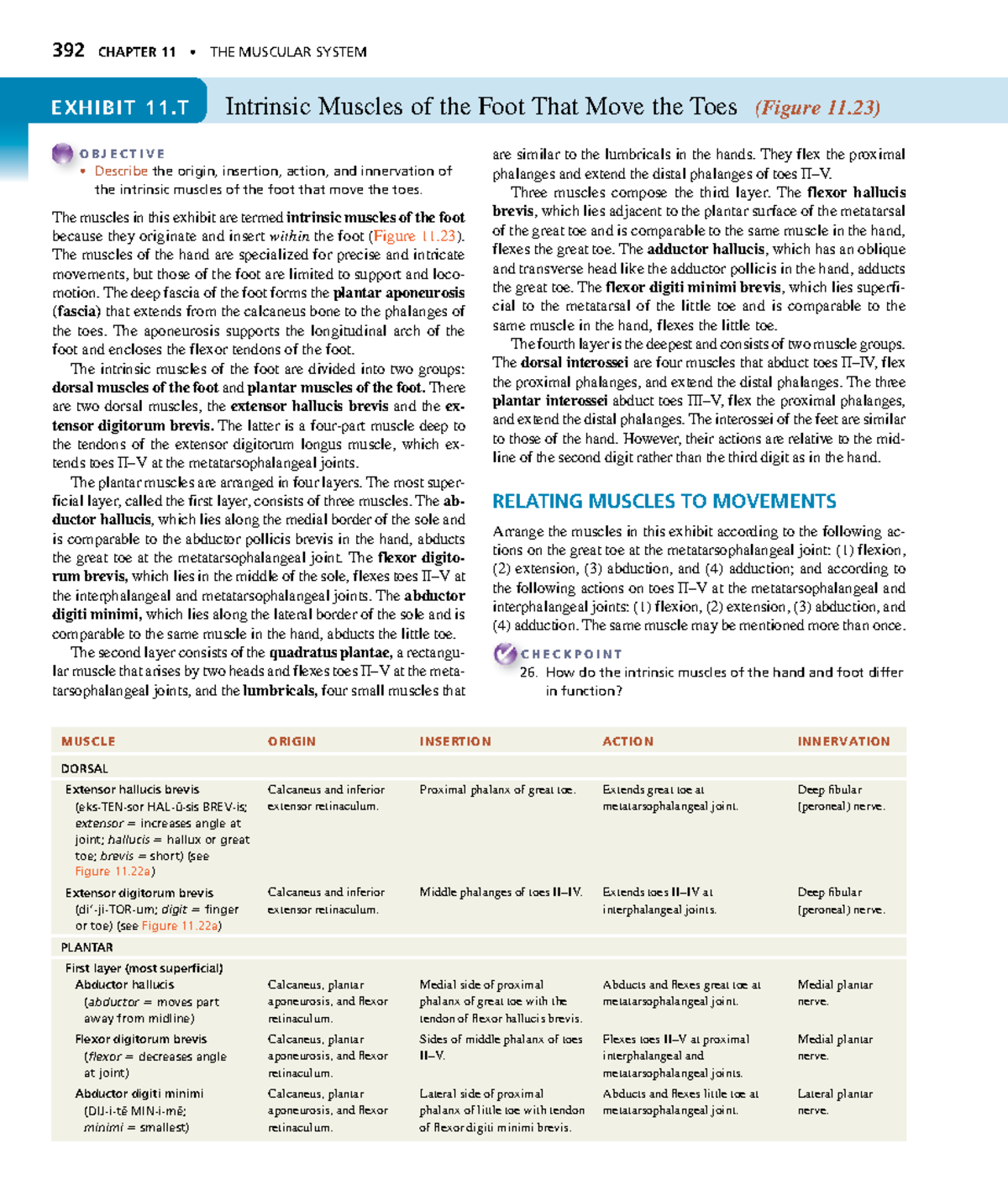 Anatomyand Physiology-142 - 392 CHAPTER 11 • THE MUSCULAR SYSTEM ...