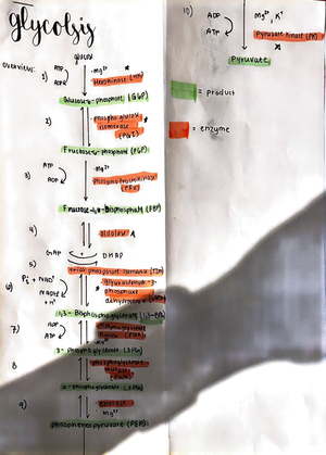 Final Cheat Sheet - Lol - mRNA: messenger RNA for encoding proteins ...