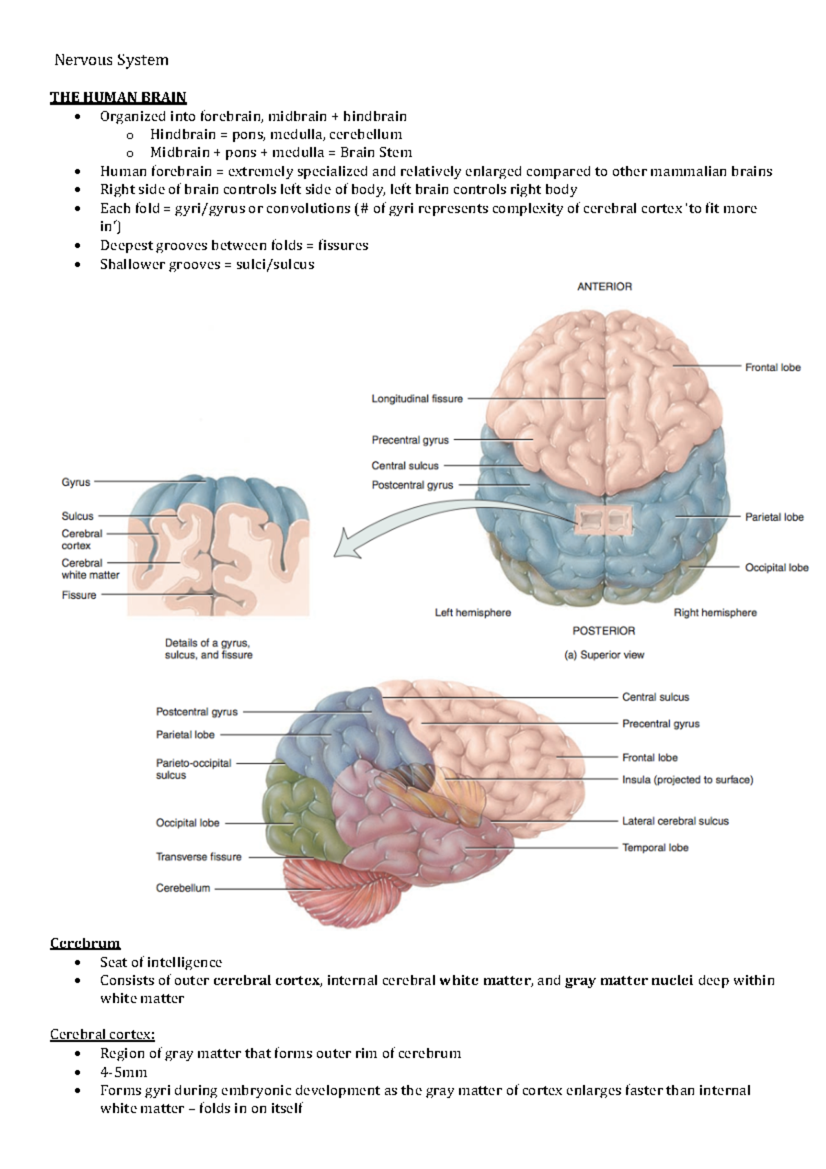 Nervous System Summary - Nervous System THE HUMAN BRAIN Organized into ...