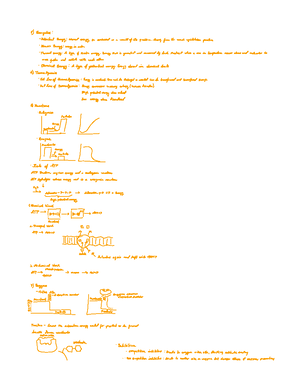 Lizards in an Evolutionary Tree KEY - Lizards in an Evolutionary Tree ...