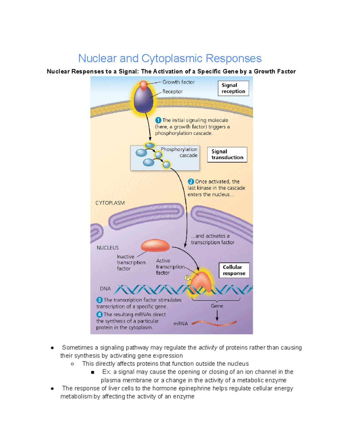 11.4 Cellular Response Cell Signaling Leads to regulation of ...