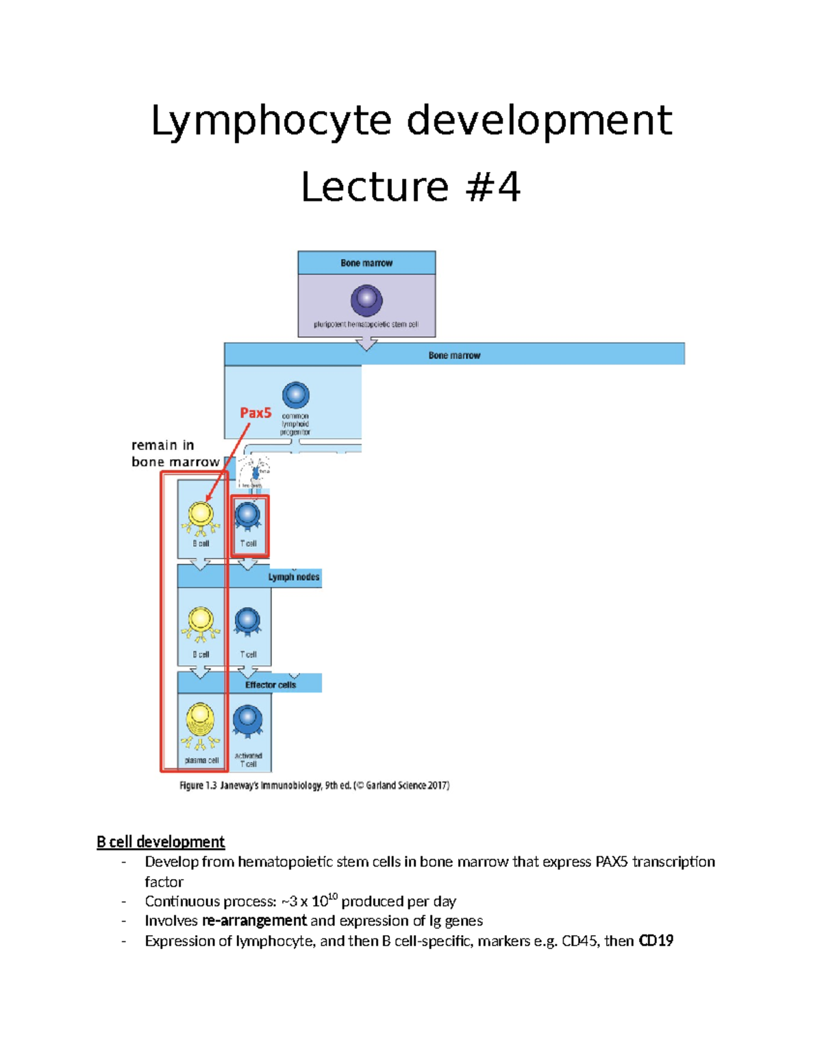 #4 lymphocyte development - Lymphocyte development Lecture B cell ...