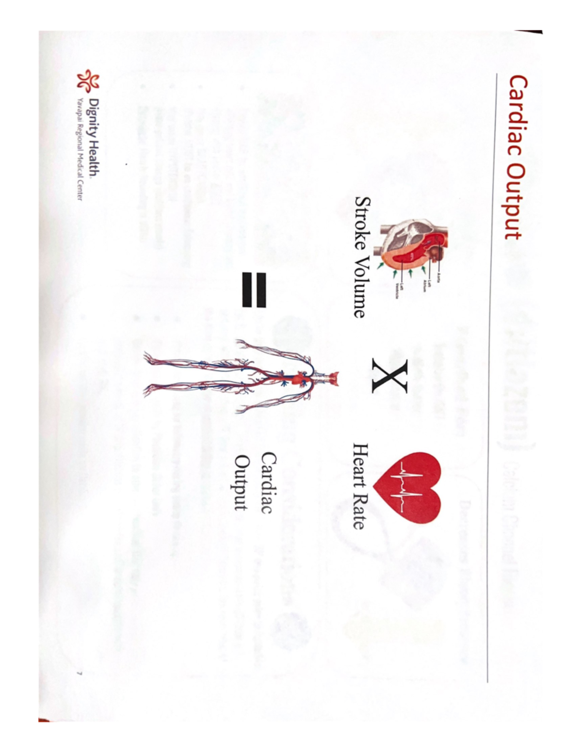 cardiac-output-study-studocu