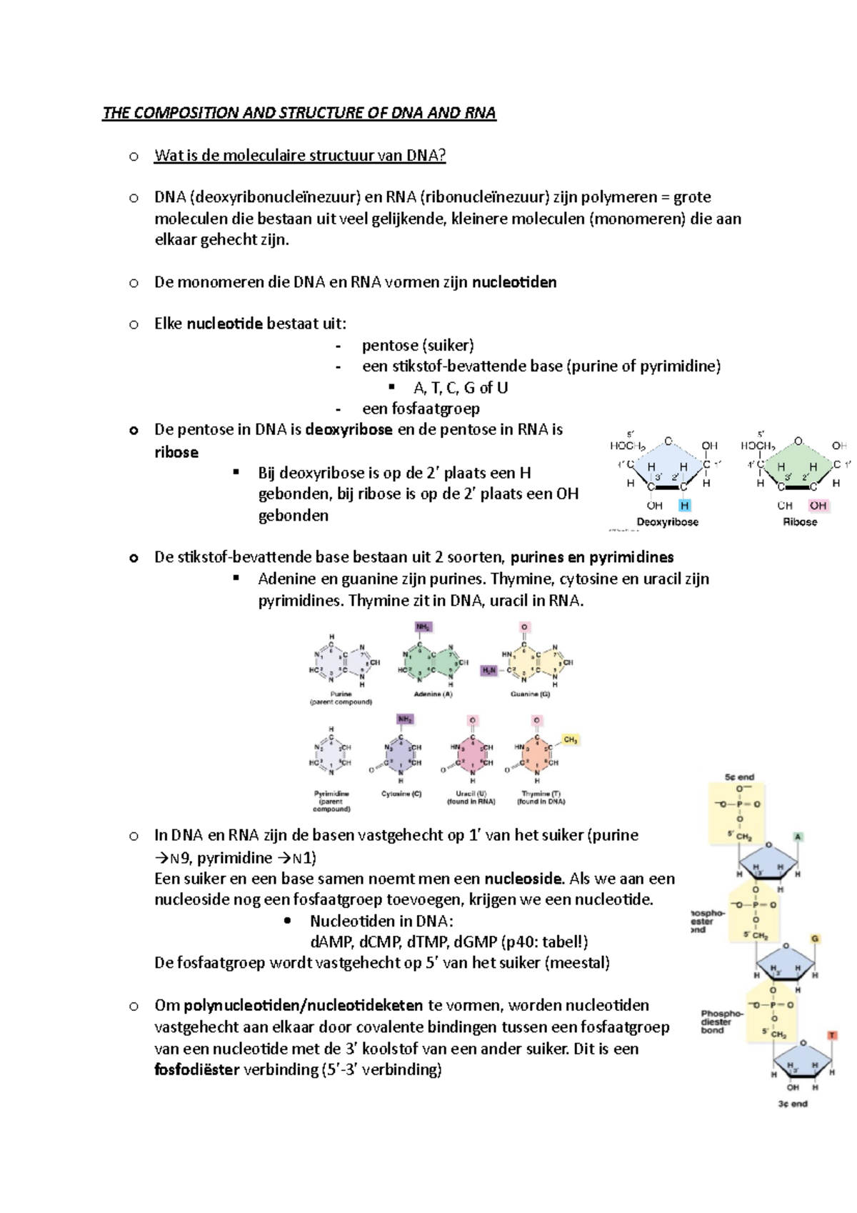 ZSO 2 - Structuur Genoom - THE COMPOSITION AND STRUCTURE OF DNA AND RNA ...