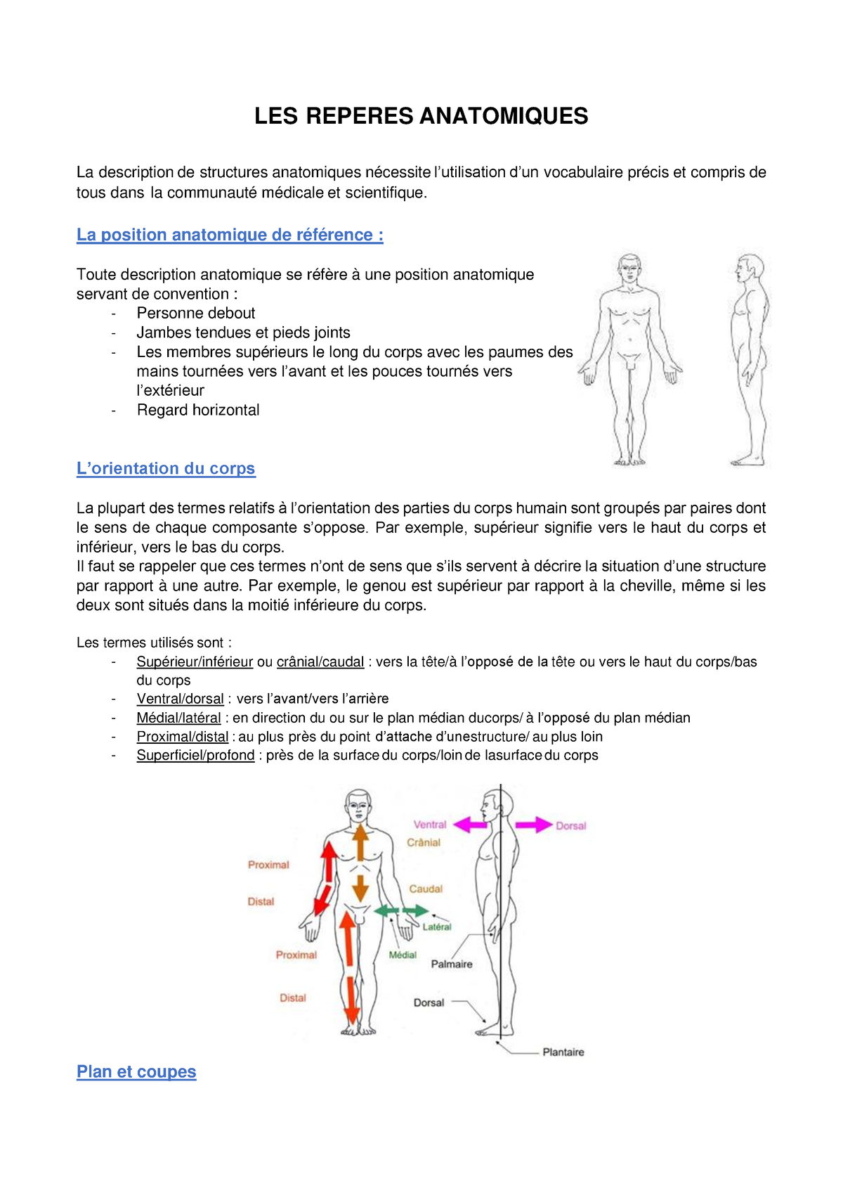Repères Anatomiques - LES REPERES ANATOMIQUES La Description De ...
