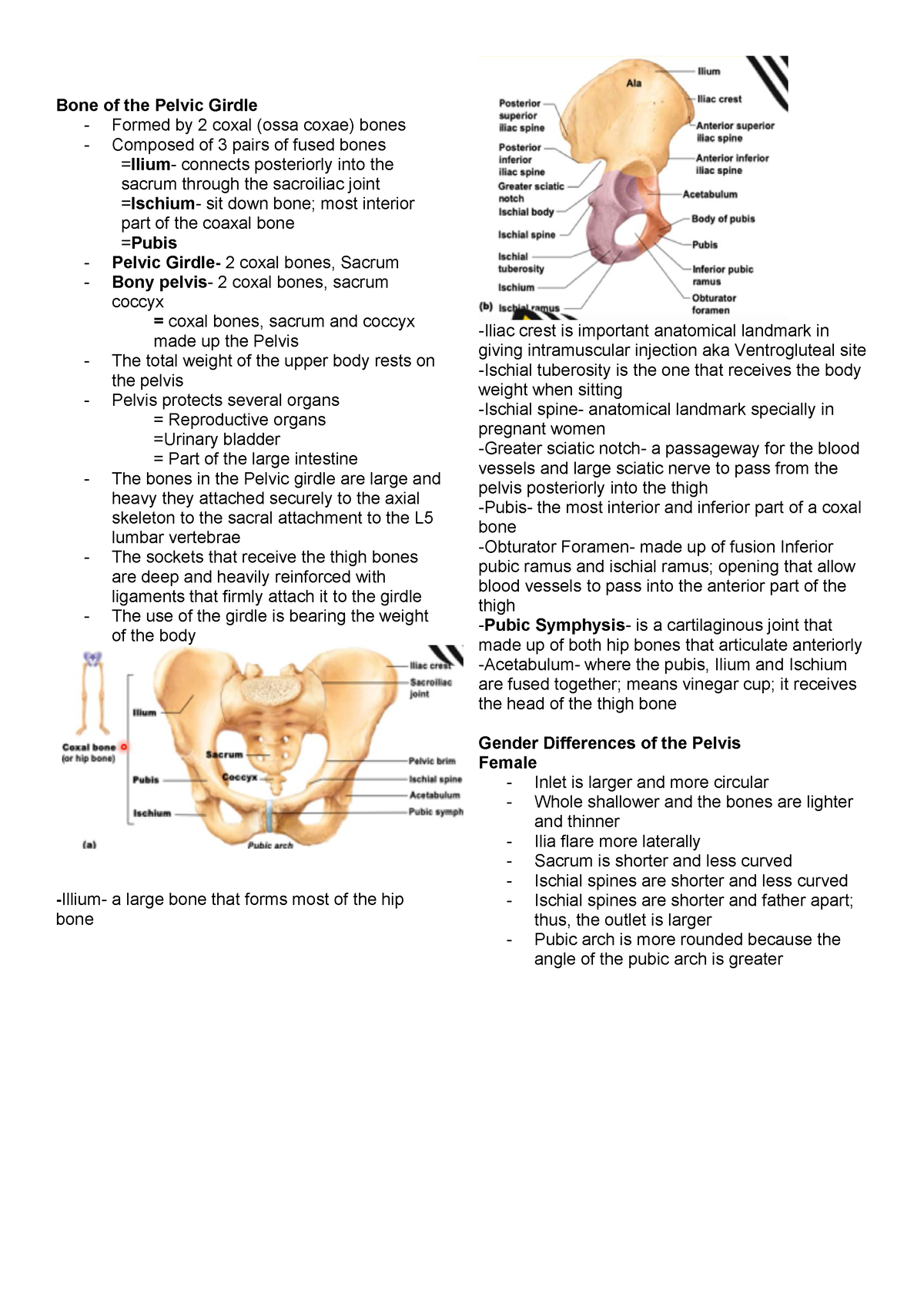 Bone of the Pelvic Girdle - Studocu