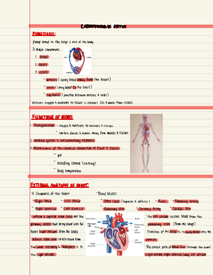 Kinesiology Exam 2 review - KINESIOLOGY EXAM 2 REVIEW Hip and Pelvis ...