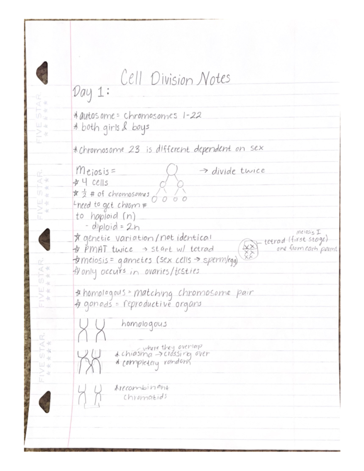 cell-division-summary-bio-150-studocu