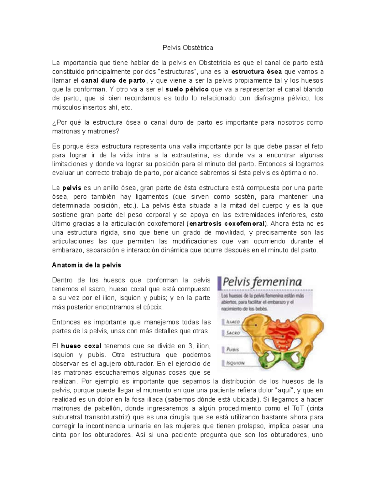 Donde esta situada la pelvis de la mujer