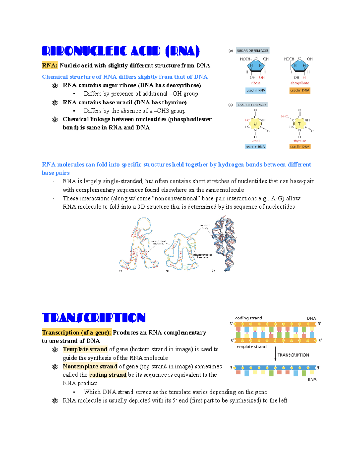 Lecture 9 DNA to RNA Transcription (Ch. 7) - RIBONUCLEIC ACID (RNA) RNA ...