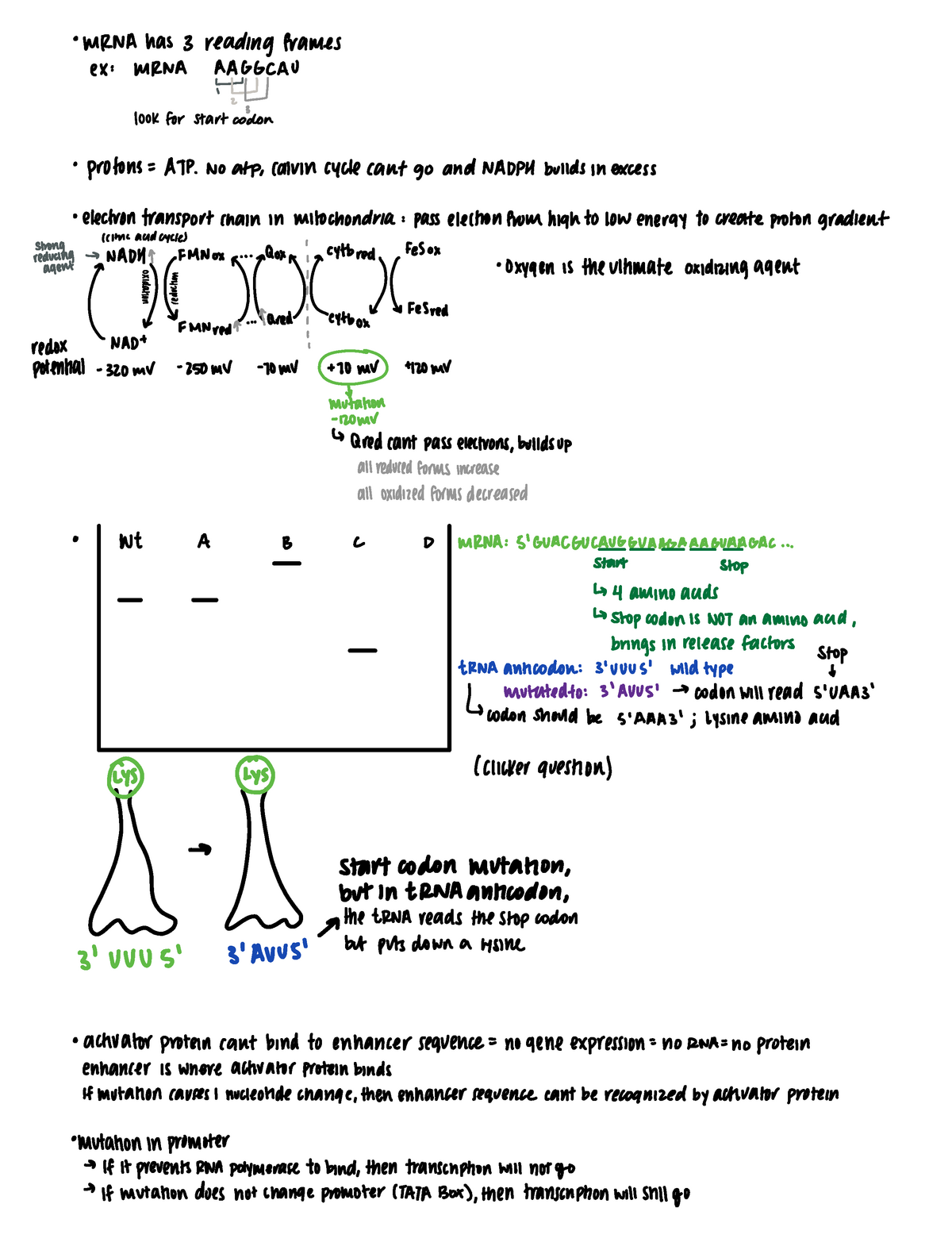 Midterm 2 OH Notes MRNAhas 3 Reading Frames Ex MRNA AAGGCAU Look For   Thumb 1200 1575 