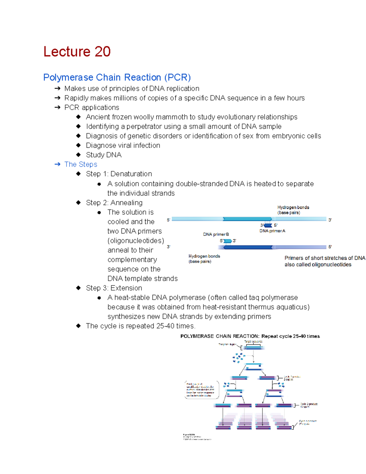 BIO 172 Study Guide Exam 3 - Google Docs - Lecture 20 Polymerase Chain ...
