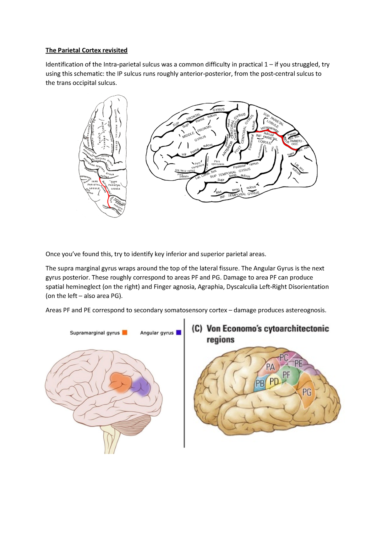 ANAT0003 2022-23 Practical worksheet 2 - The Parietal Cortex revisited ...