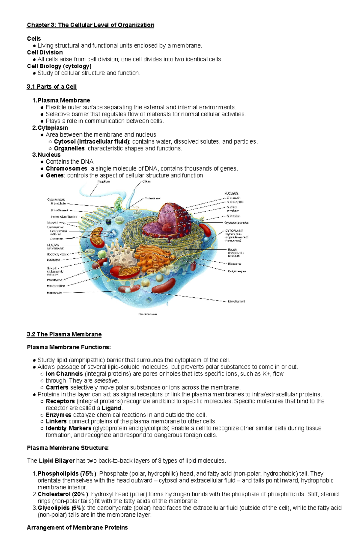 Chapter 3 The Cellular Level of Organization Chapter 3 The Cellular