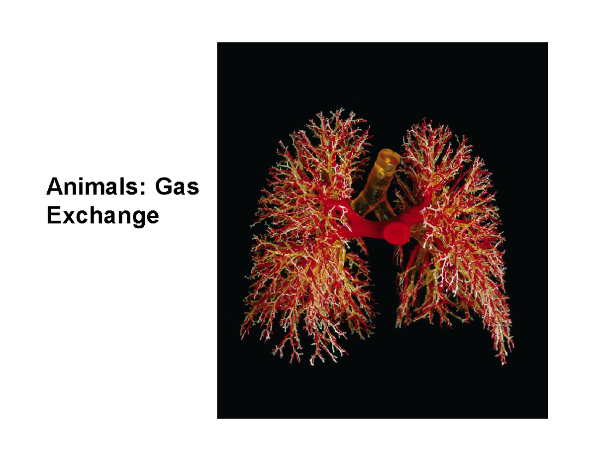 Ch 11 Gas Exchange Respiratory Pigments - Animals: Gas Exchange Gas