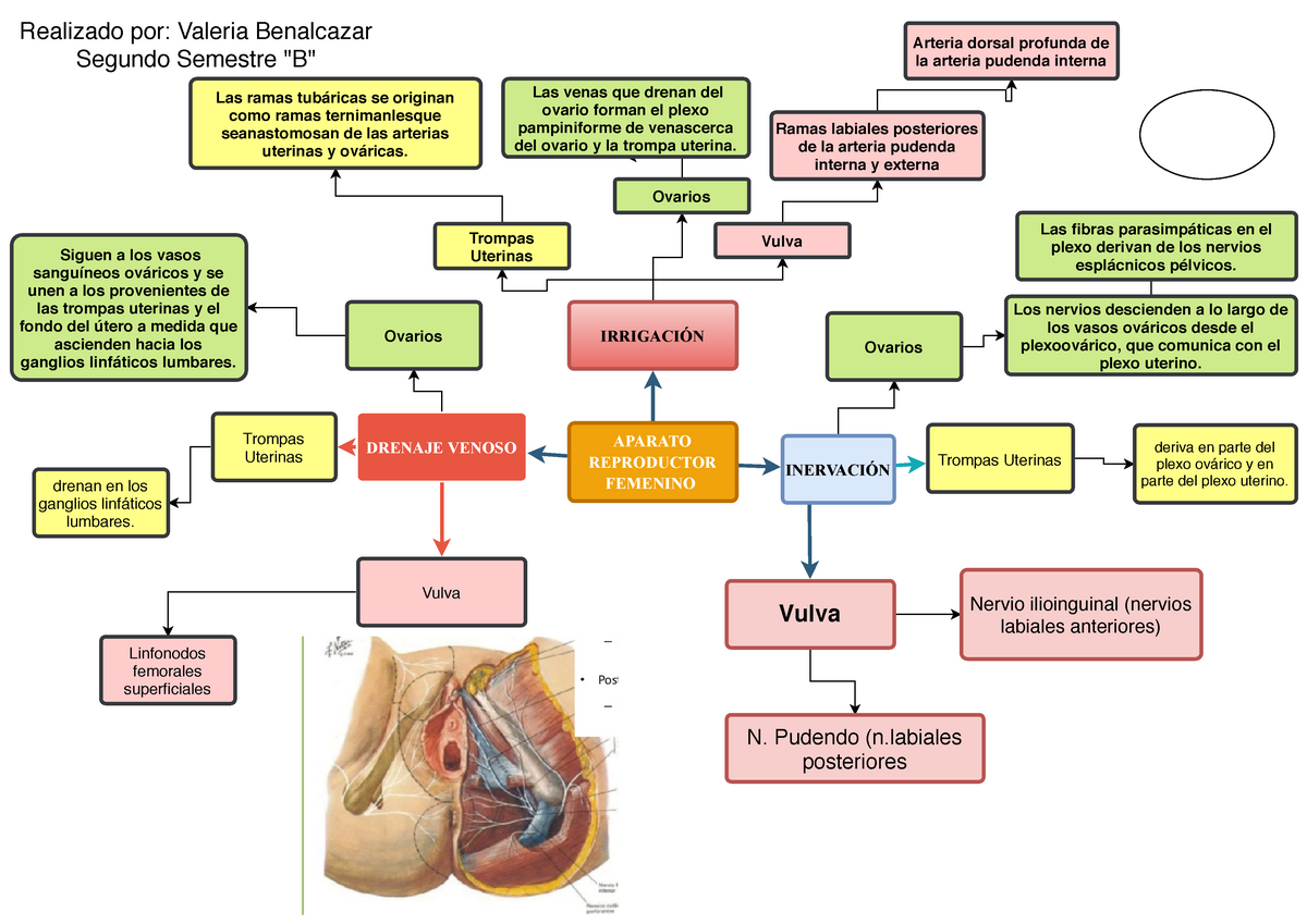 L Aparato Reproductor Femenino Inervación Drenaje Aparato Reproductor Femenino Drenaje 4440