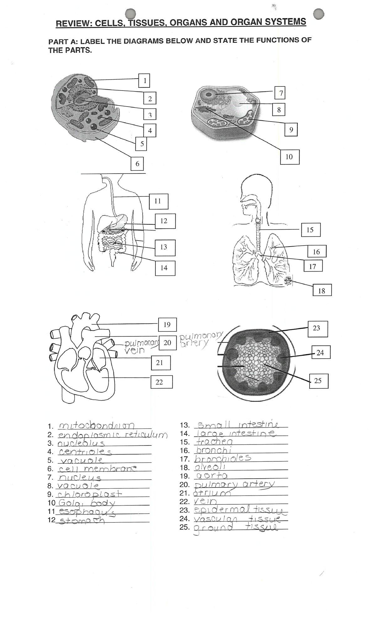 SNC 2D0 Biology Review Answers - Studocu