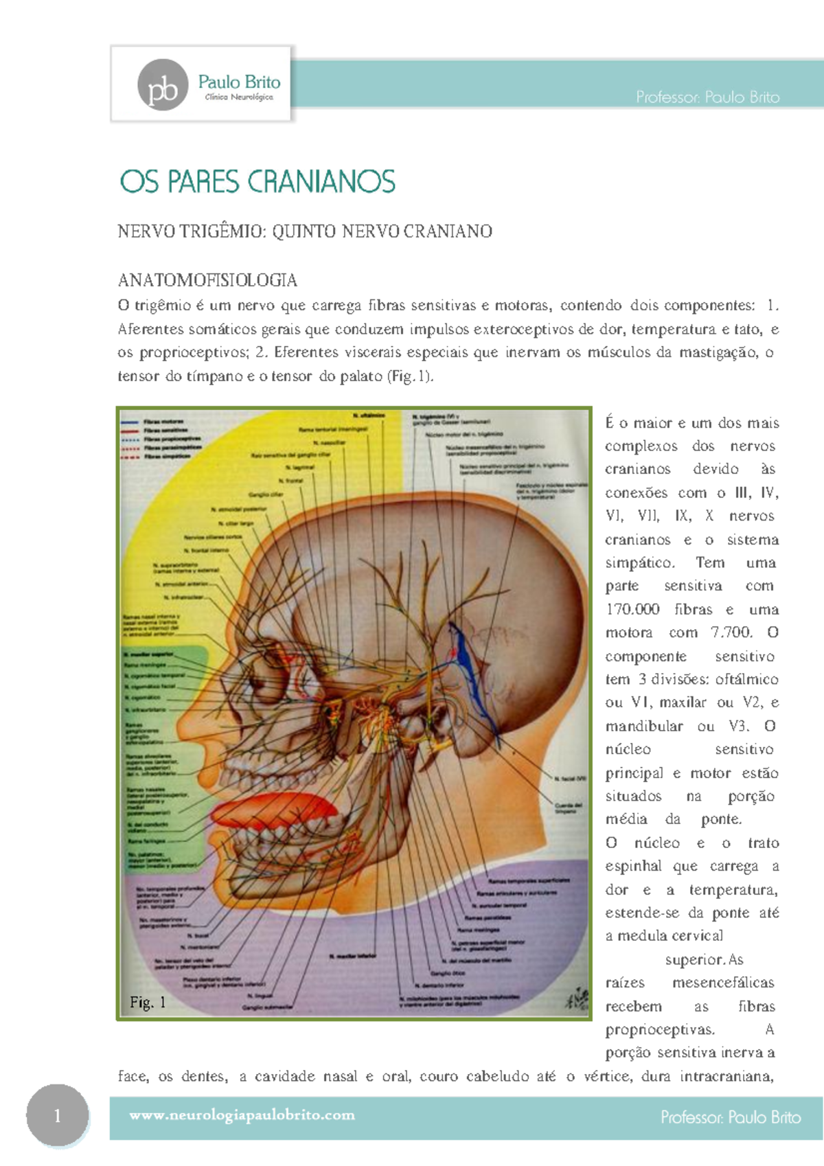 Nervo Trigemio livro em pdf NERVO TRIGÊMIO QUINTO NERVO CRANIANO