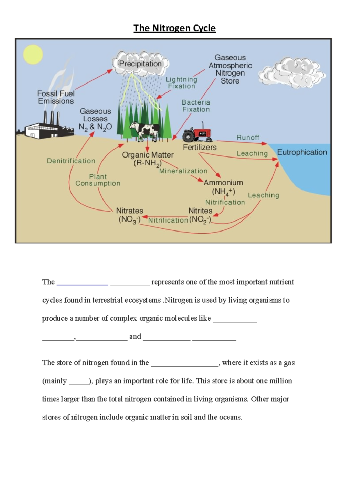 The Nitrogen Cycle Fill the Gaps document - The ...