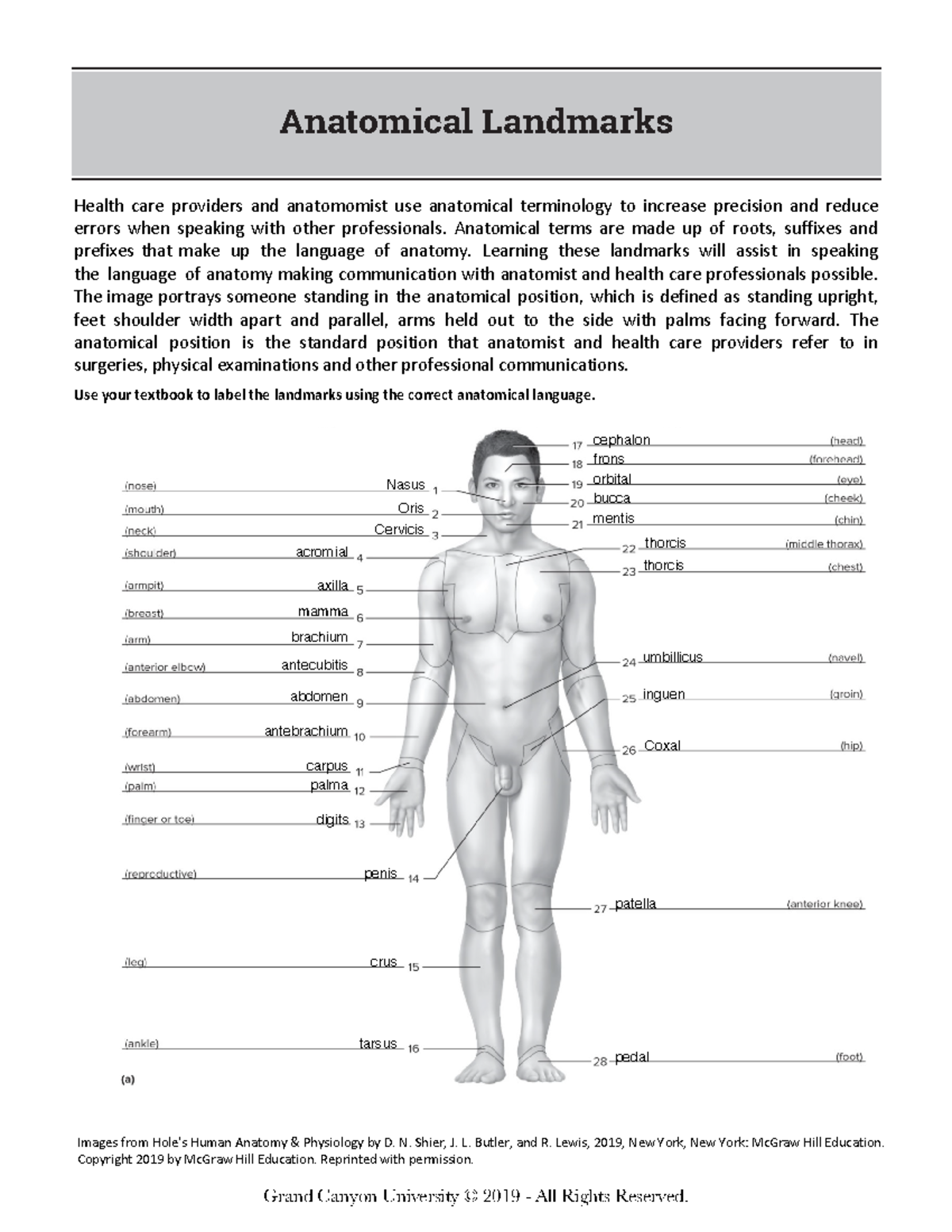 BIO 201L RS Online Anatomical Landmarks Fillable - Images from Hole's ...