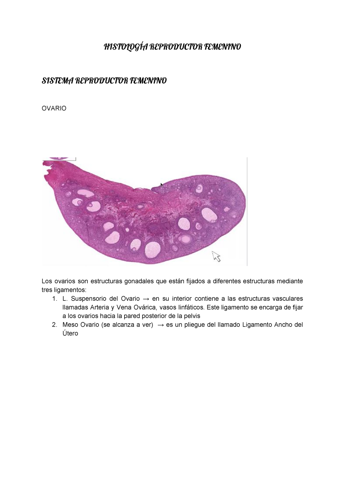 Histolog A Reproductor Femenino Histolog A Reproductor Femenino Sistema Reproductor Femenino