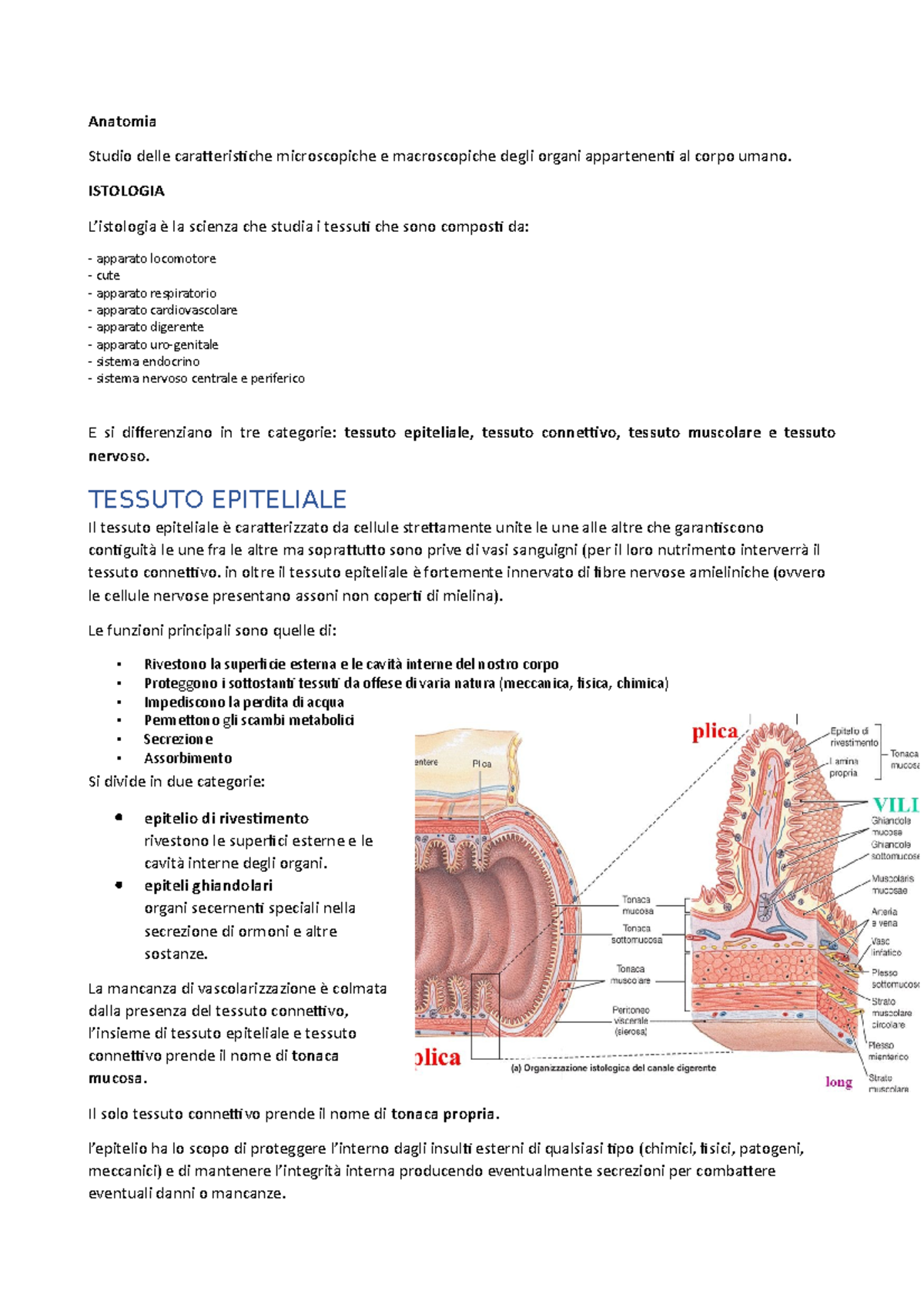 I tessuti del corpo umano Anatomia