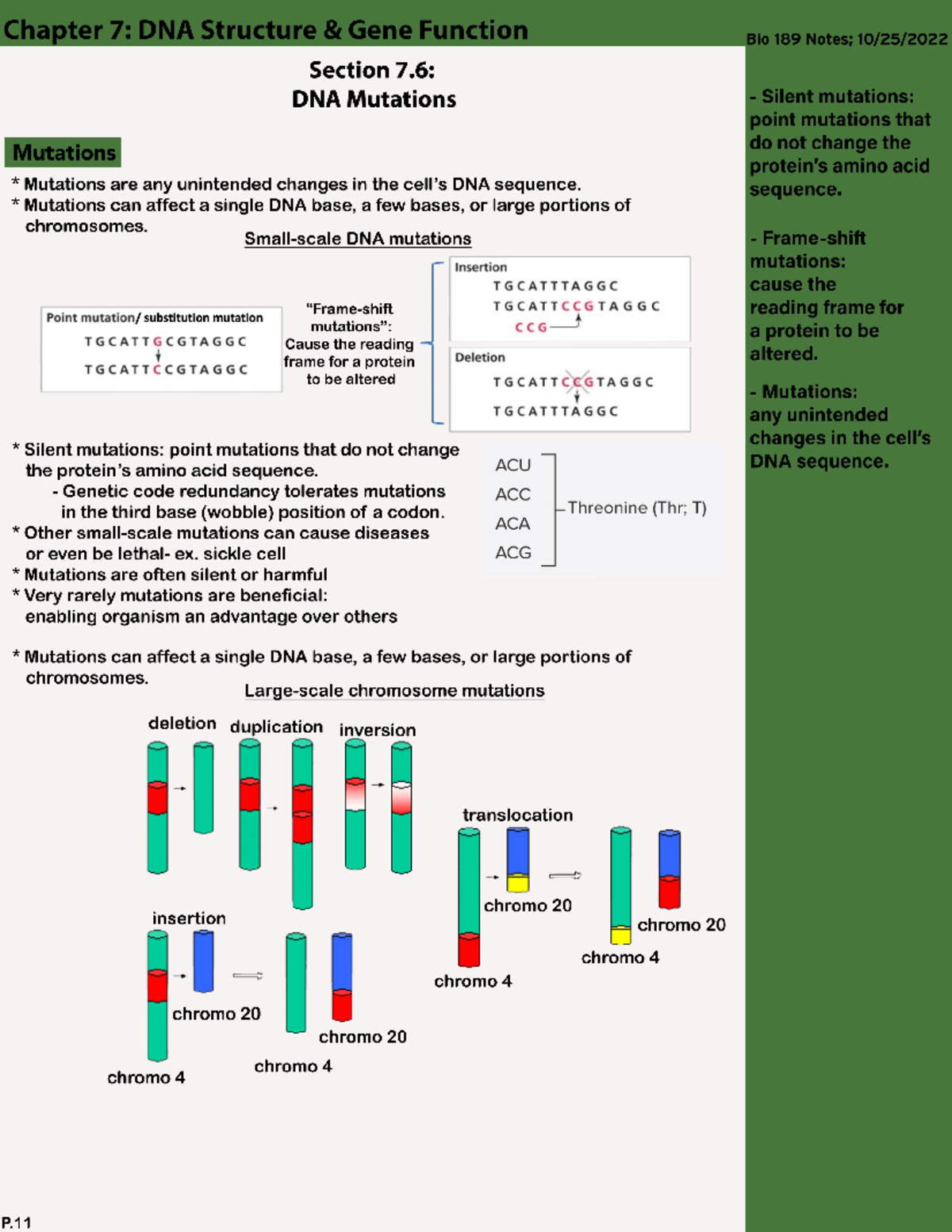 Chapter 7 Section 6 Dna Mutations Chapter 7 Dna Structure Gene Function Bio 189 Section 7