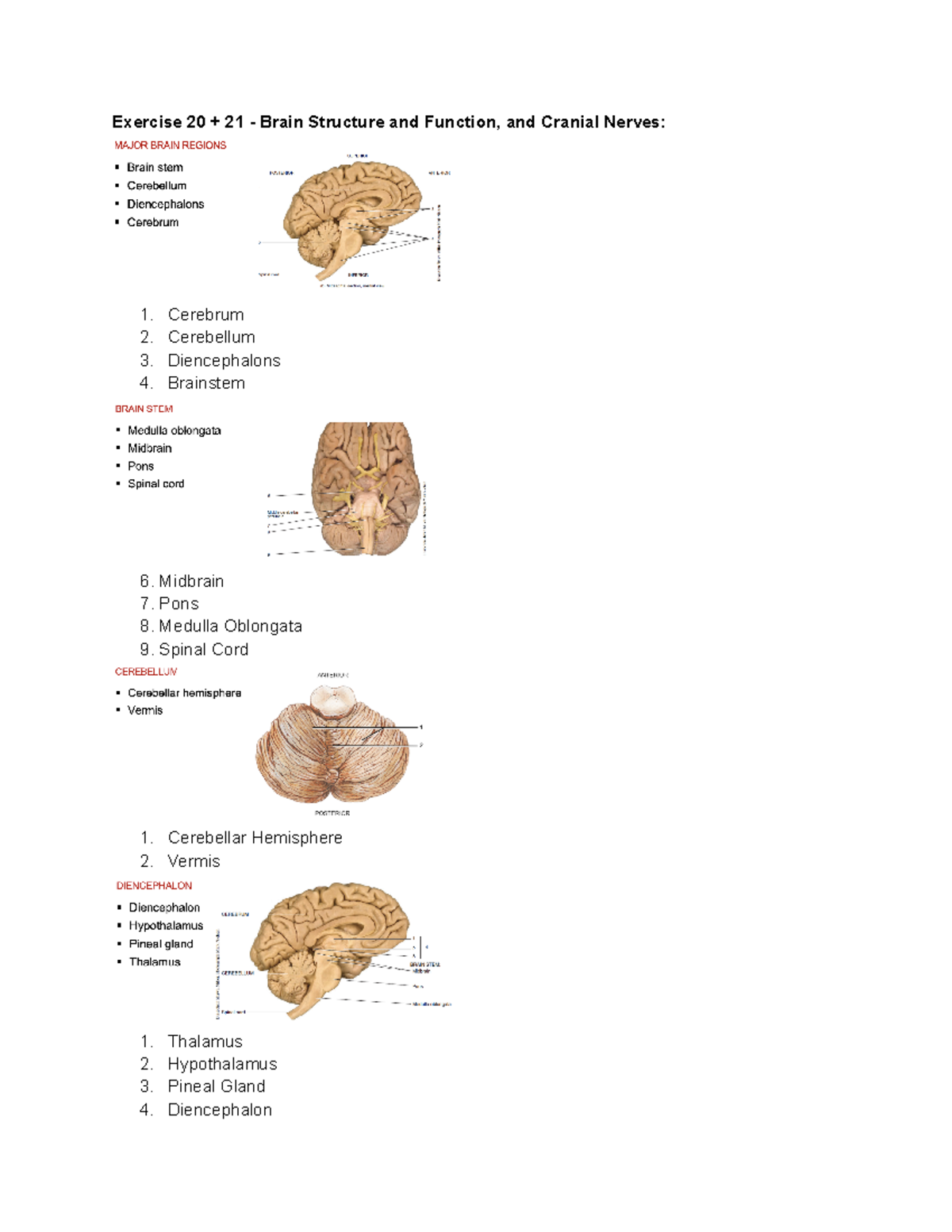 Anatomy and Physiology Lab; Exercise 20+21 Brain Structure+Function