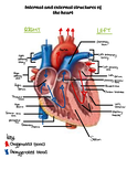 SCCMA2 - Anatomy & Physiology - Studocu