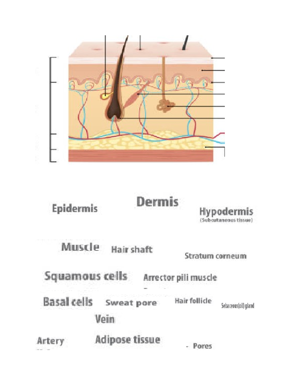 Skin lecture - skin - The Skin does what: Assessment should include: 4 ...