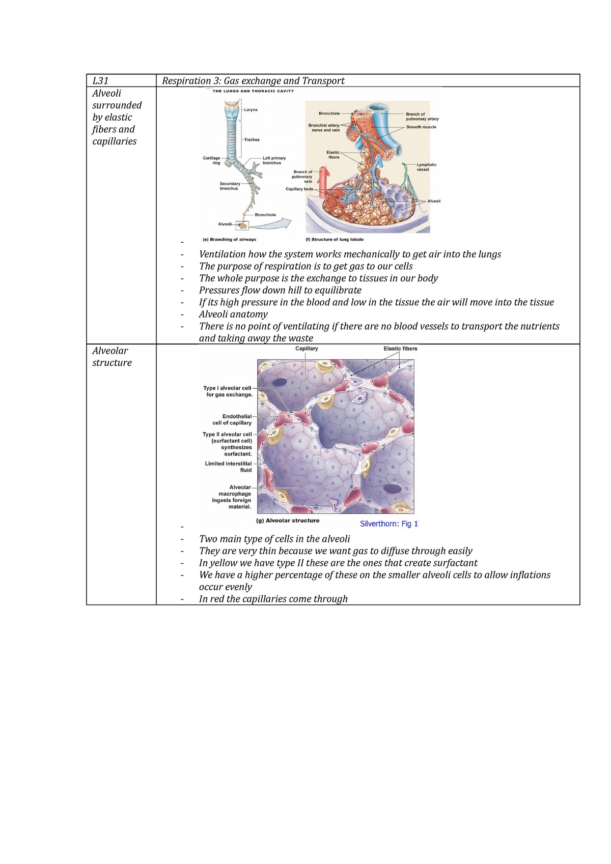 Lecture notes, lecture 1-32 - L31 Alveoli surrounded elastic fibers and ...