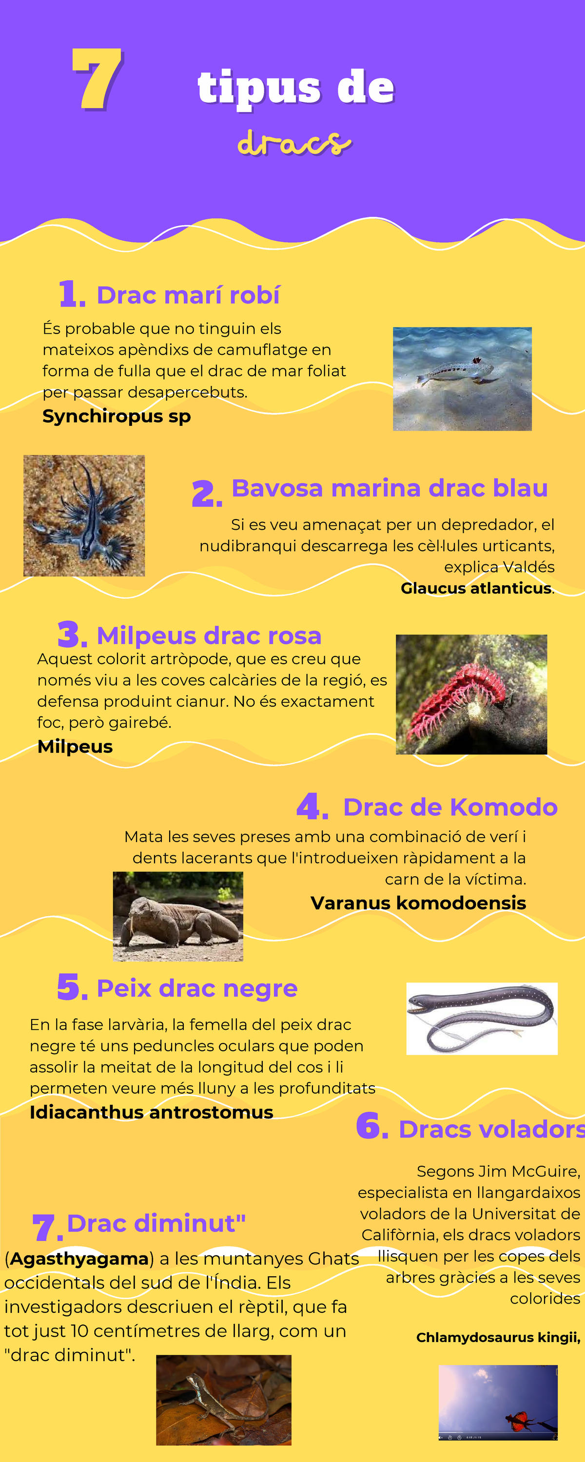Tipus de dracs SanHSNDKMdt Jordi - tipus detipus de 77 dracsdracs Drac ...